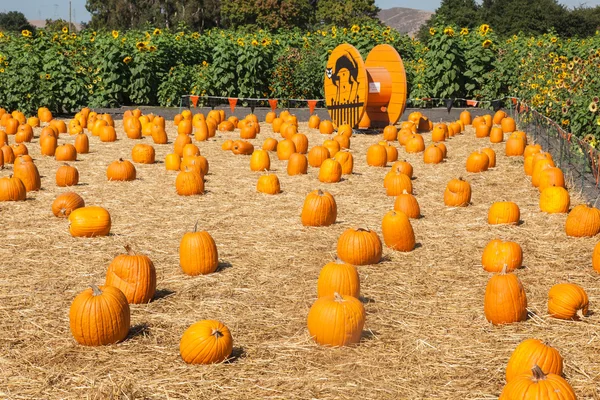 Calabazas — Foto de Stock