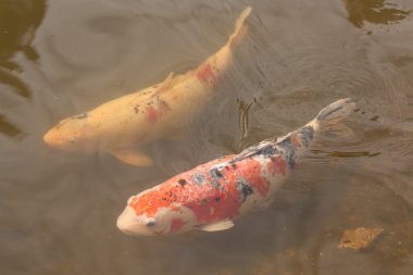 Koi balığı.