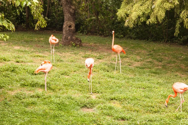 American Flamingo — Stock Photo, Image