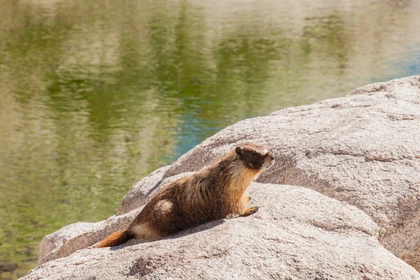 Marmota de barriga amarela — Fotografia de Stock