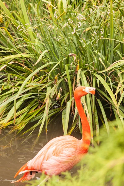 American Flamingo — Stock Photo, Image