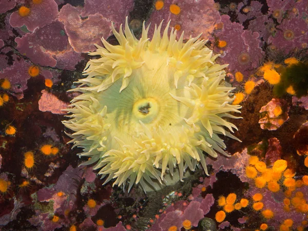 Anthopleura xanthogrammica — 스톡 사진