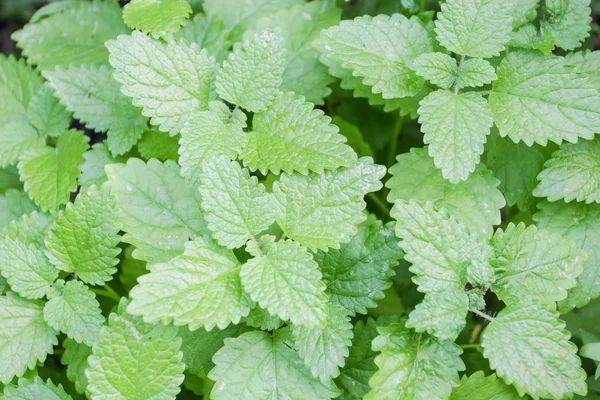 Limon merhemi