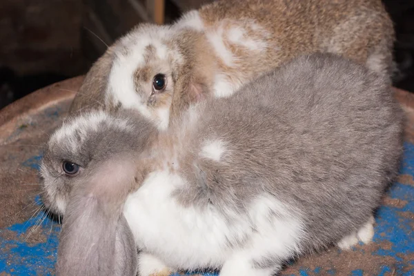 Lop ušatý králík — Stock fotografie