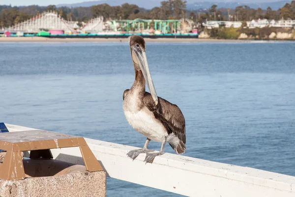 Brown Pelican — Stock Photo, Image