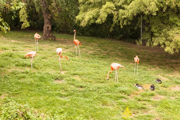 Karibi flamingó — Stock Fotó