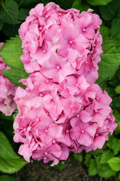 Hortensia — Stockfoto