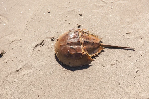 Horseshoe crab shell — Stock Photo, Image