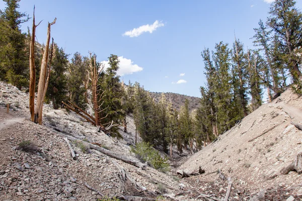 Ancient Bristlecone Pine Forest — Stock Photo, Image