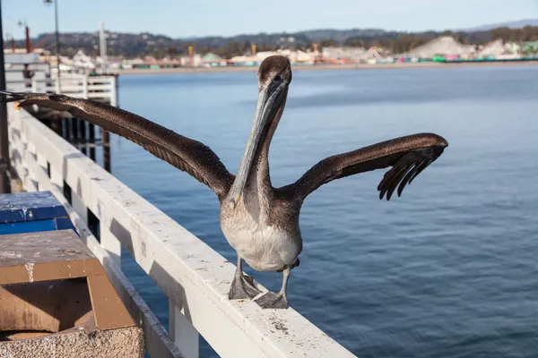 Pelican coklat — Stok Foto