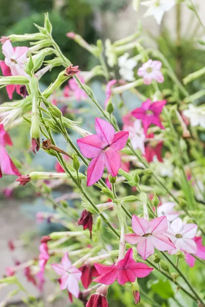 Nicotiana alata — Foto Stock