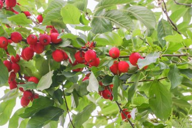 Crabapple
