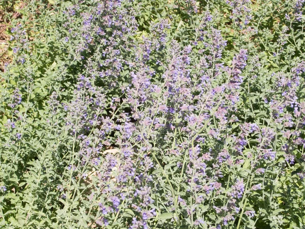 English lavender — Stock Photo, Image