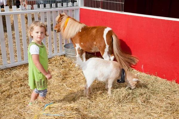 Petting zoo — Stock Photo, Image