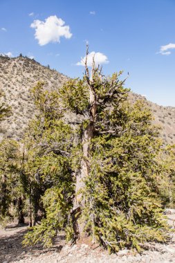 Antik bristlecone çamı ormanıyla