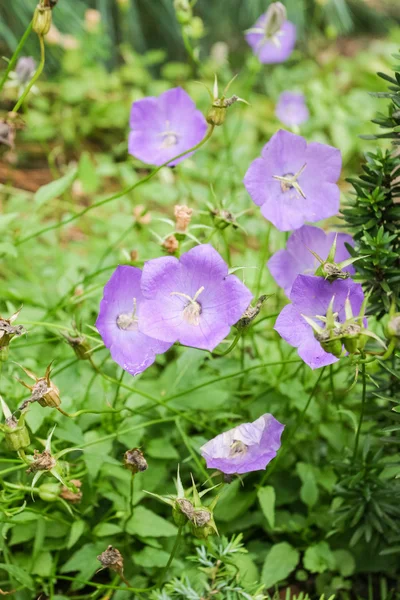 Persika-blad bellflower — Stockfoto