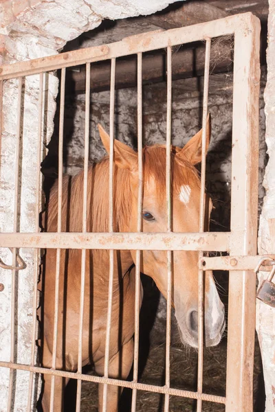 板栗马 — 图库照片