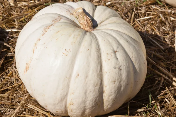 Patch di zucca — Foto Stock