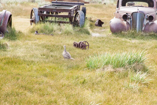 Bodie. —  Fotos de Stock