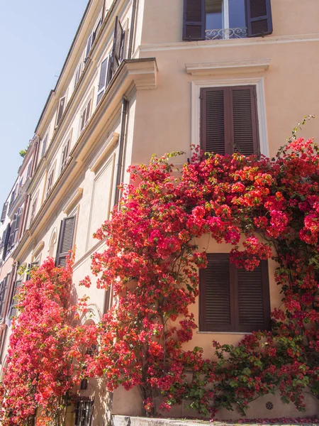 Bougainvilliers rouges — Photo