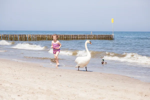 Cisne mudo — Fotografia de Stock