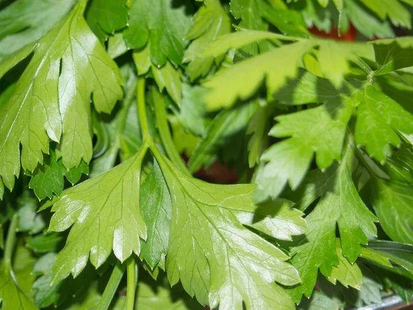 Petersilie im Garten — Stockfoto