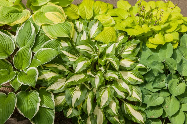 Hosta — Stockfoto