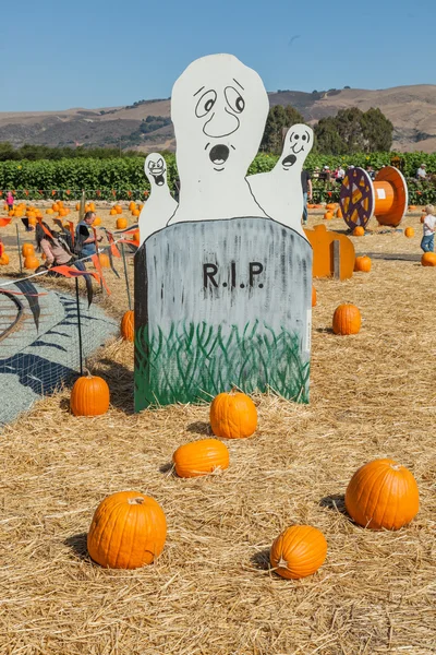 Pumpkin Patch — Stock Photo, Image