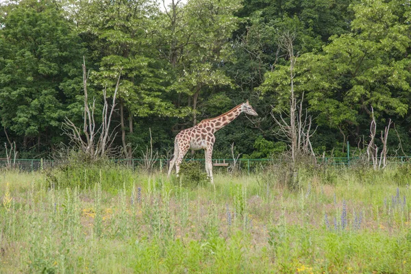 Rothschild's giraffe — Stock Photo, Image