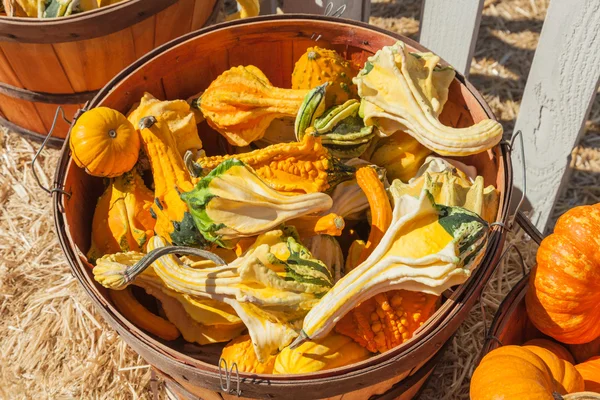 Ali autunnali Gourds — Foto Stock