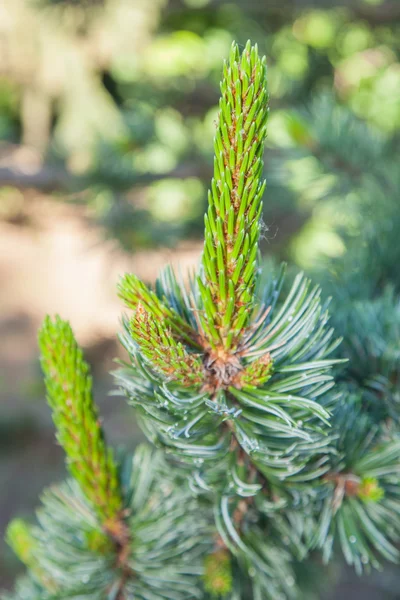 Pine shoots — Stock Photo, Image