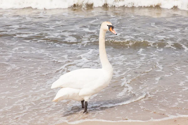 Cisne mudo — Fotografia de Stock