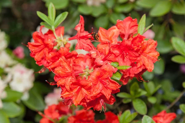 Rhododendron ponticum — Stockfoto