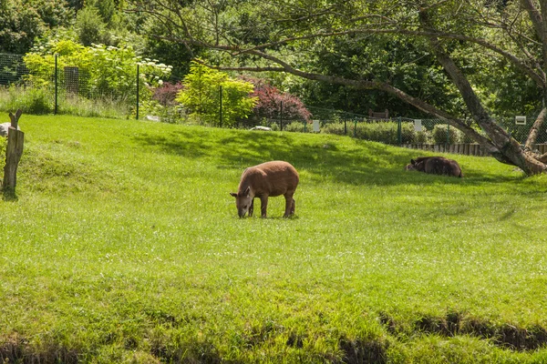 Южноамериканский тапир — стоковое фото