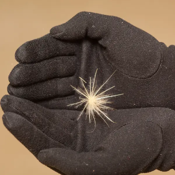 Artichoke seed — Stock Photo, Image