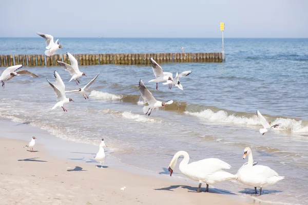 Cisne mudo — Fotografia de Stock