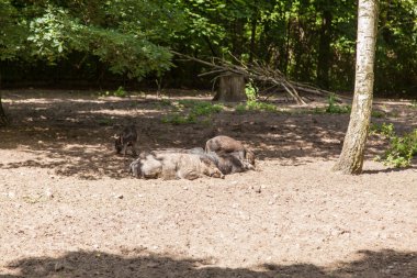 Visayan Sigilli domuz