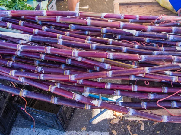 Sugar cane — Stock Photo, Image