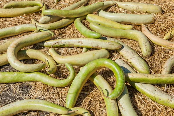 Pompoen patch — Stockfoto