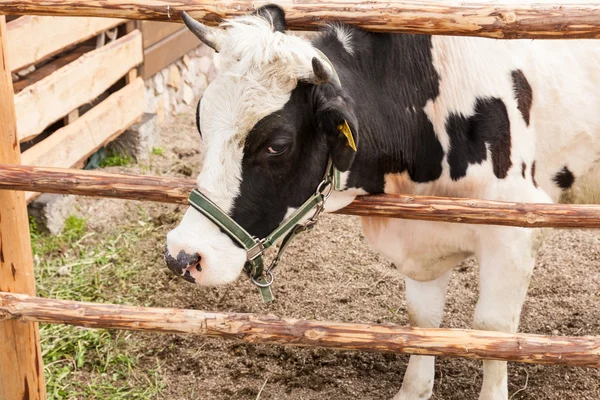 Holstein koe — Stockfoto
