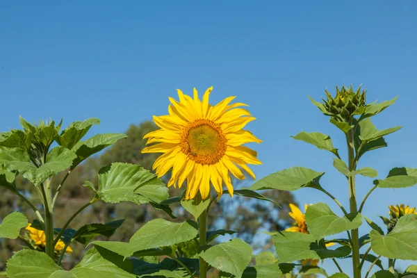 Sonnenblumenfeld — Stockfoto