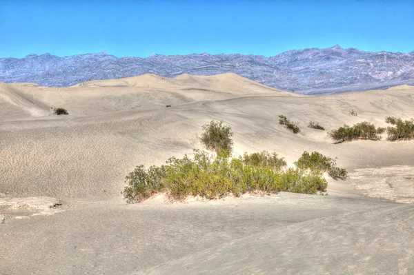 Mesquite Dunas planas de arena — Foto de Stock