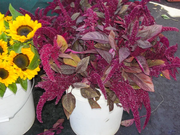 Amaranthus cruentus — Foto Stock