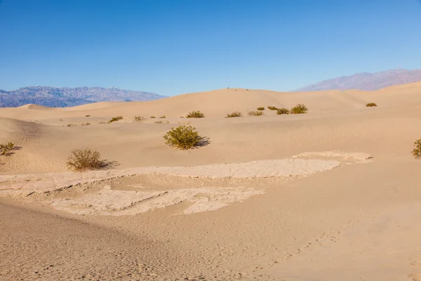 Mesquite ploché písečné duny — Stock fotografie