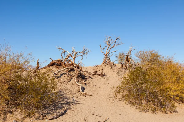 Mesquite Flat Dune di sabbia — Foto Stock