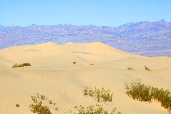 Dunes de sable plat Mesquite — Photo