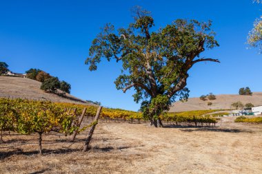 Sonbaharın Renkleri