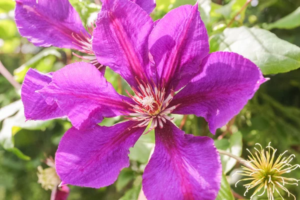 Clematis Honora — Zdjęcie stockowe