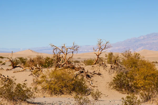 Mesquite ploché písečné duny — Stock fotografie