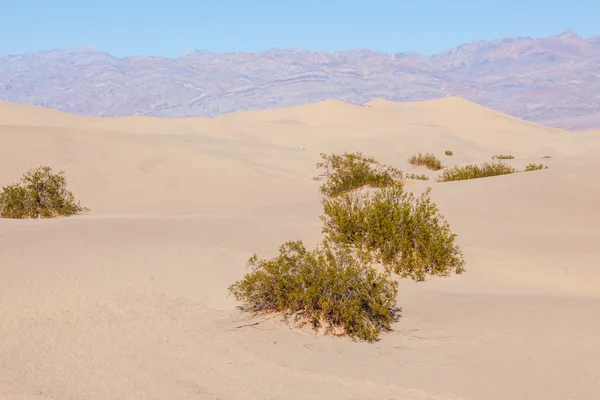 Плоские дюны Мескита — стоковое фото